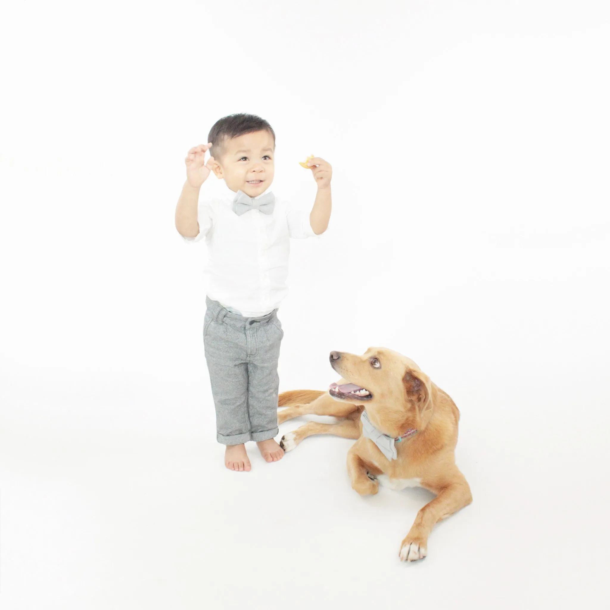 Eden Dog Bow Tie Collar