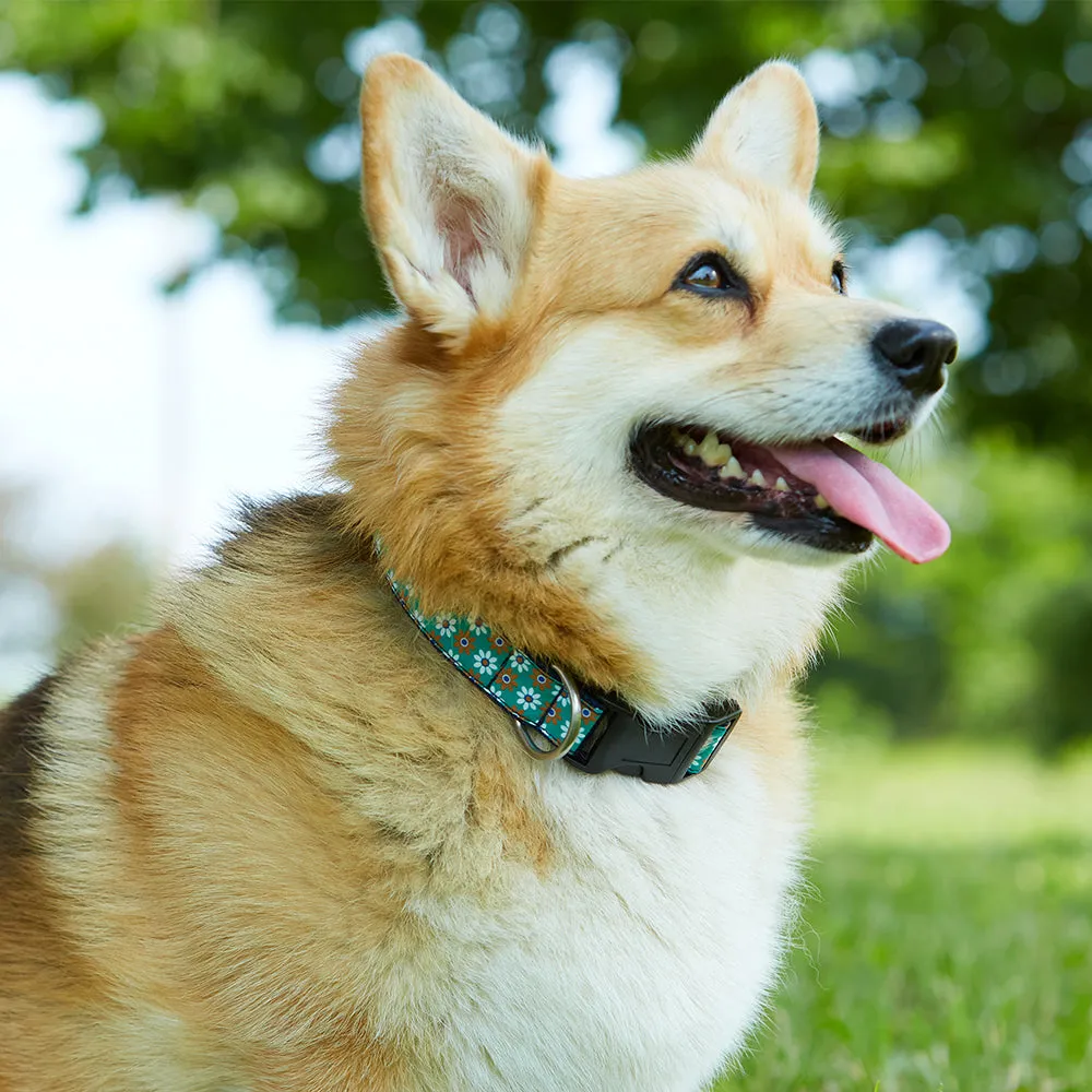 Llyan - Dog Collar