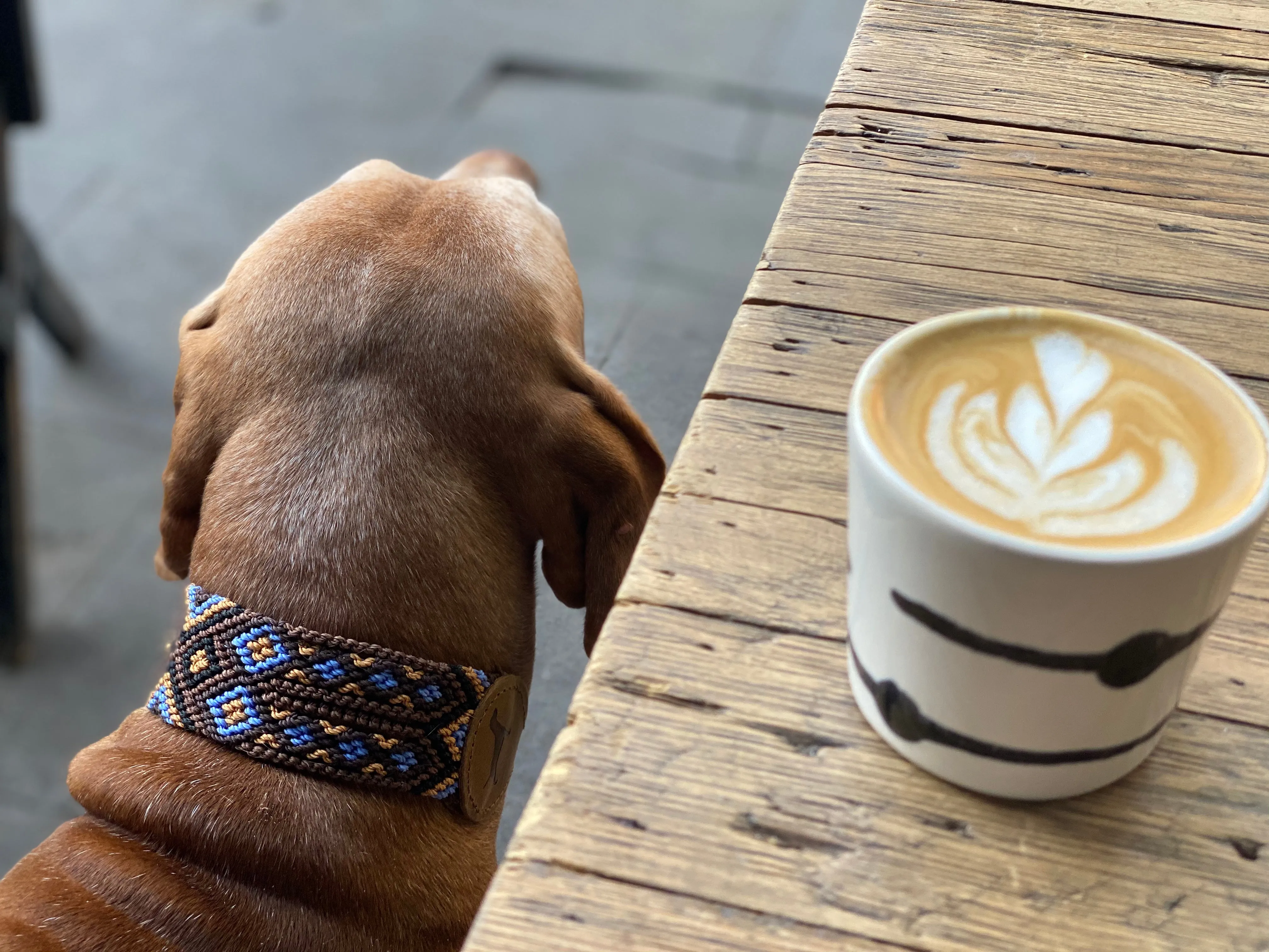 The Boozie Chiapas Dog Collar