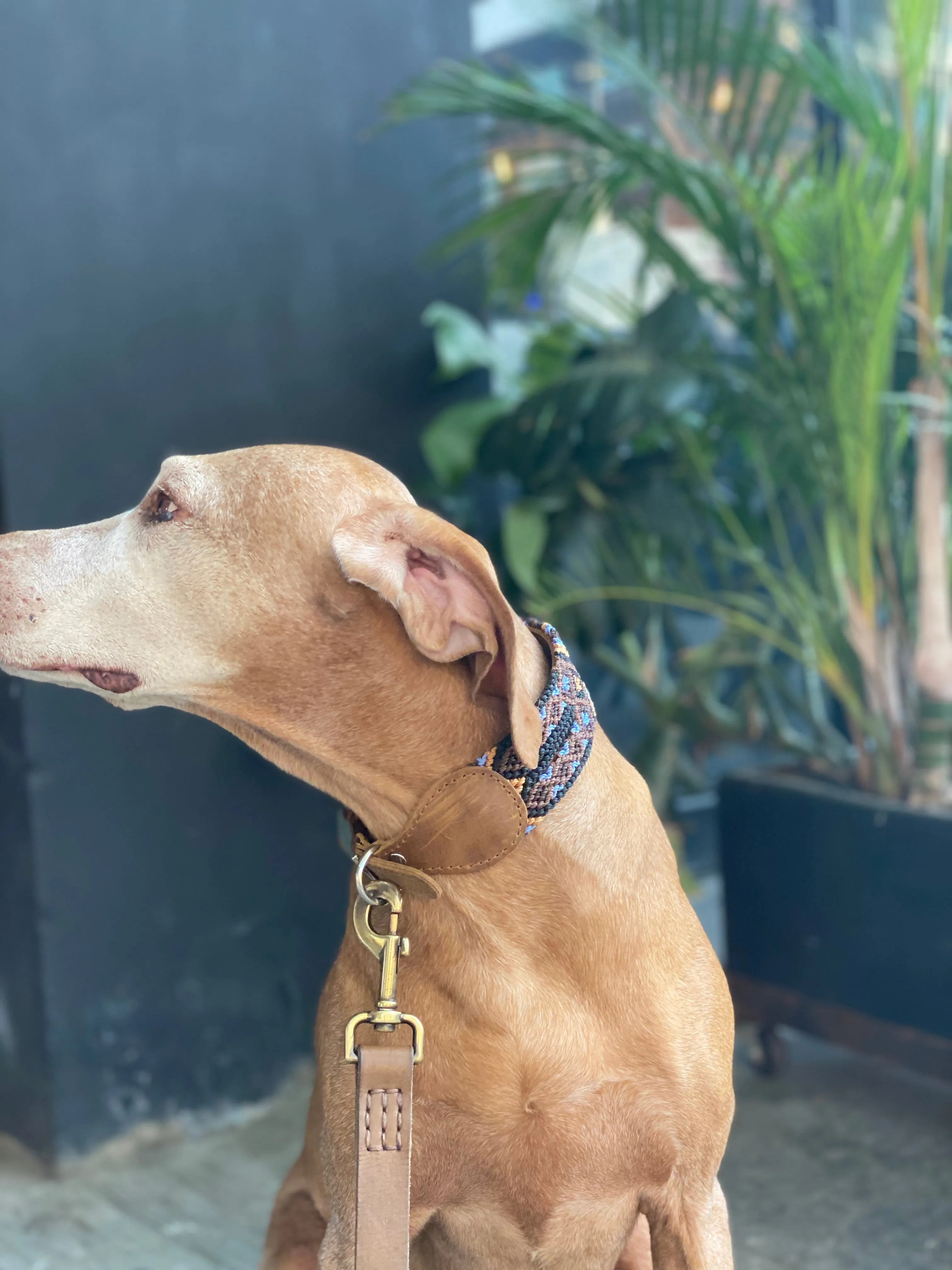 The Boozie Chiapas Dog Collar