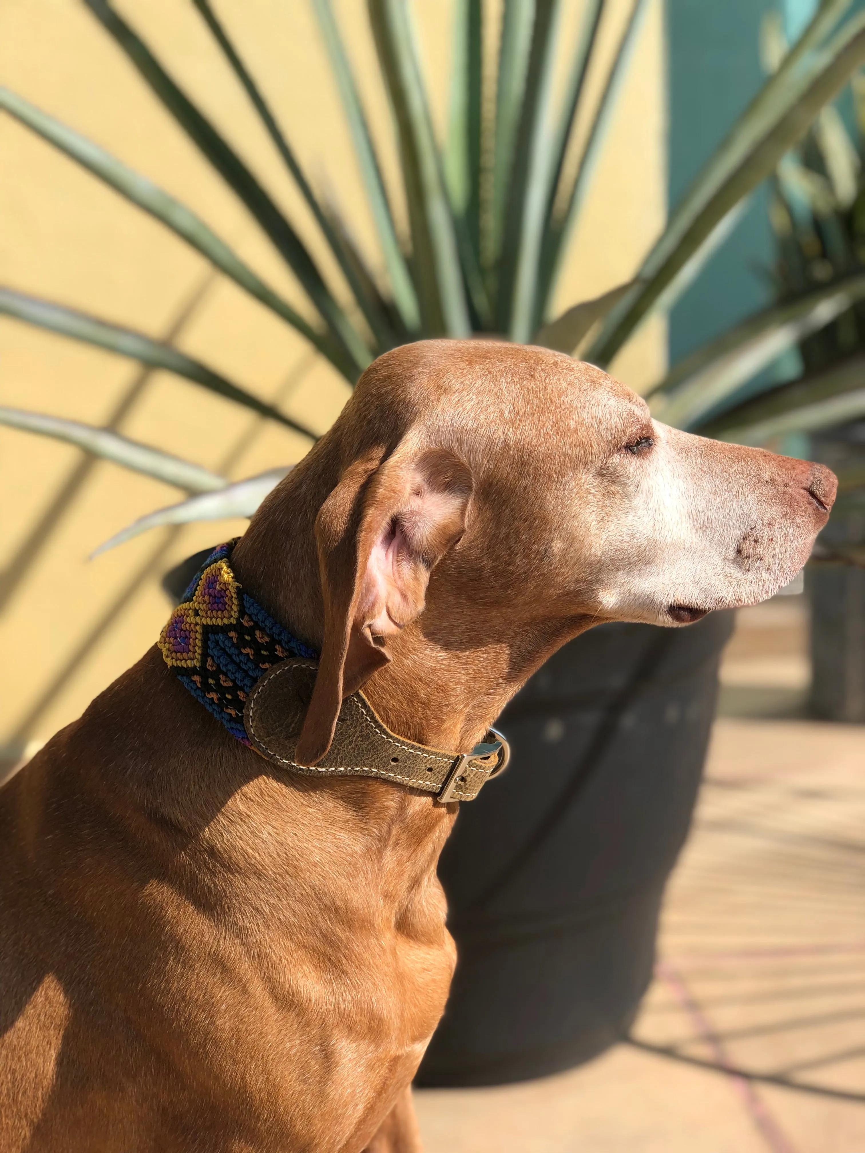 The Boozie Chiapas Dog Collar