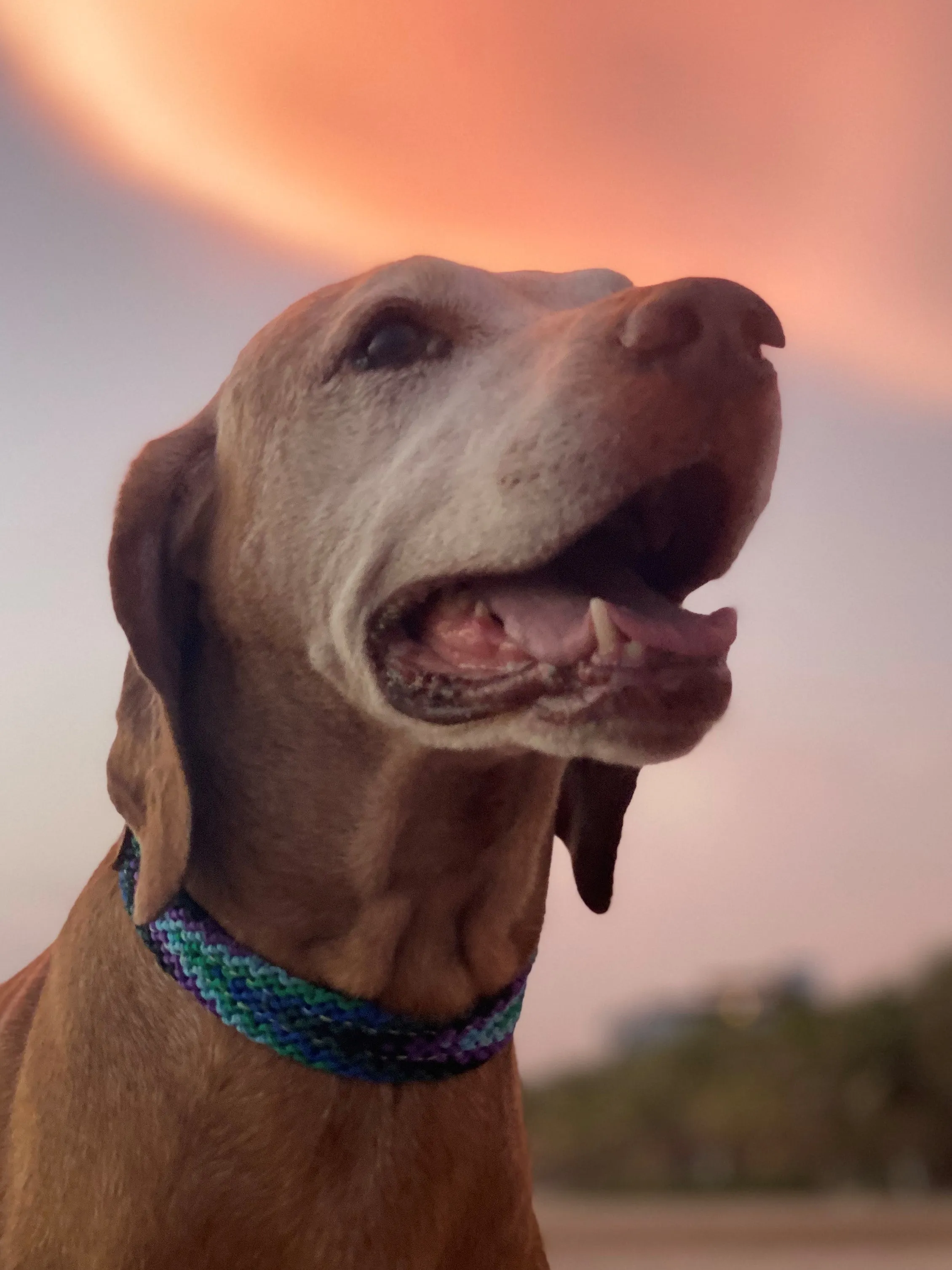 The Boozie Chiapas Dog Collar