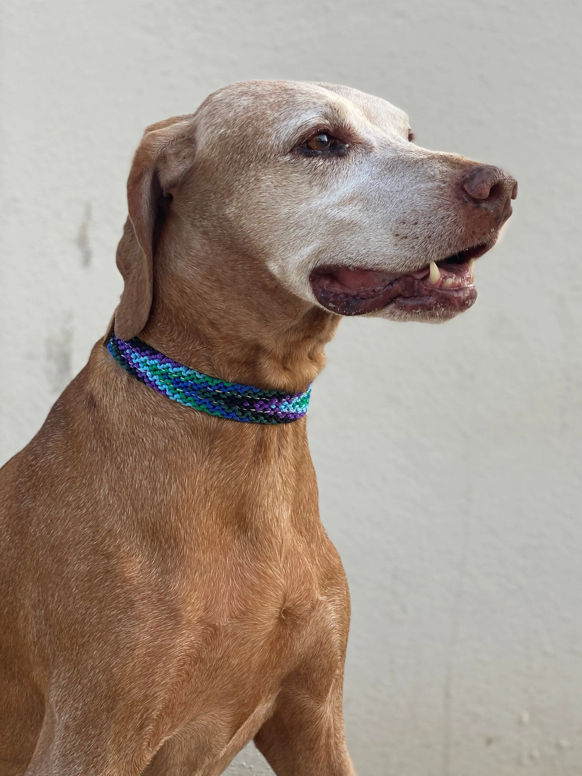 The Boozie Chiapas Dog Collar