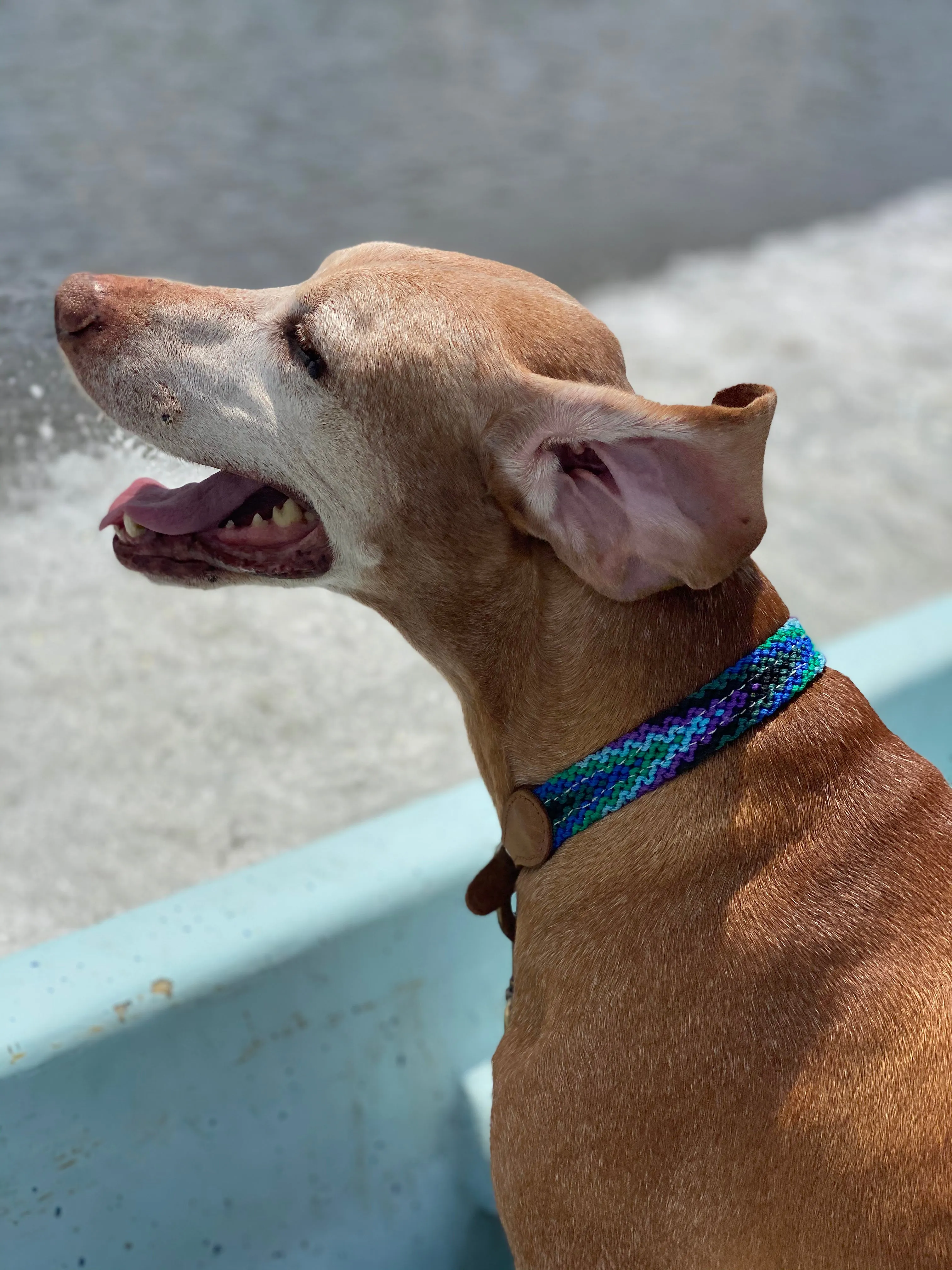 The Boozie Chiapas Dog Collar